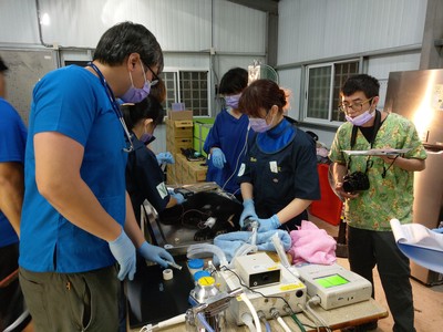 「廣原小熊」照養滿月已頭好壯壯　第一次完整的健檢