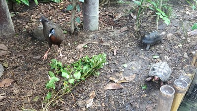 鳥去樓空！大寶冠鳥、青鸞兄弟翹家玩躲貓貓　結伴到象龜家串門