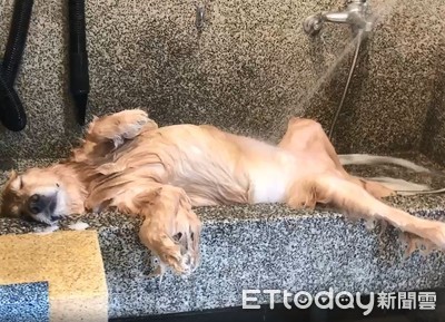 黃金獵犬奔跑完腿開開「洗到睡著」　網笑翻：還有呼吸嗎？