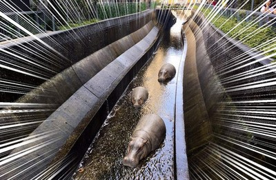 東京驚見迷路3河馬　網暴動「動物園逃出來？」真相好險