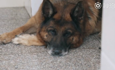 奉獻10年退役！緝毒犬悄悄離家出走...趴大樹下等待　背後原因惹哭網友