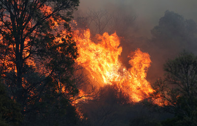 澳洲野火百起！　66歲消防員「護家園」反遭火吻