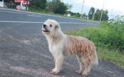 忠犬路口苦等主人4年奇蹟重逢　牠卻不肯回家…原因有大顆洋蔥