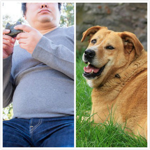 每3個胖主人養出1隻胖胖狗！　丹麥研究1習慣影響大：喜歡分享最後一口