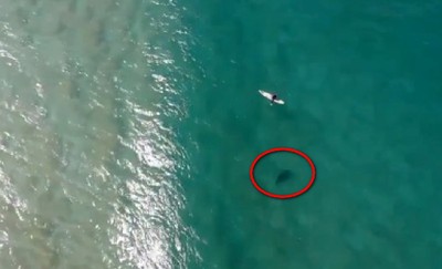 無人機突然警告「有鯊魚」！　衝浪男回頭驚見3.9公尺黑影驚險逃命