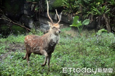 鹿倒地詐死　阿肯色獵人靠近被撞死原因成謎