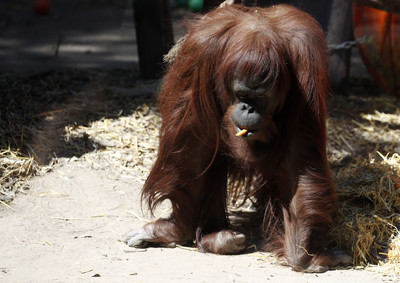 首隻擁有人權的猩猩！阿根廷法院判動物園侵犯自由　結束20餘年關押