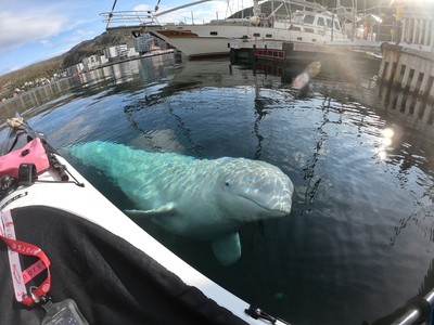 撞飛潛水員GoPro　小白鯨下秒鑽進海底叼回：不要生氣啦