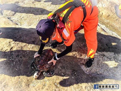 海龜「胃塞滿塑膠袋」伴濃烈屍臭　海巡署長：是誰害死牠？