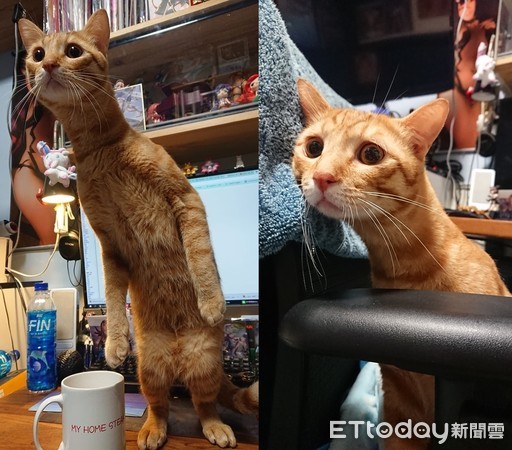 爱猫mika伸长脖子变成正港「喵星人」.