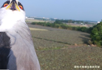 黑翅鳶「滿臉問號」自拍　一歪頭掉出2坨「Q彈臉頰肉」