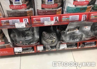 逛飼料驚見「立體包裝」！代言貓親自站台宣傳　網：買買買都買