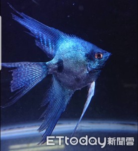 他把神仙魚變彩色了！　「阿凡達」、「藍寶堅尼」超搶眼