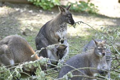 袋鼠變寵物罐罐　澳洲今年預計獵殺1.4萬隻送進加工廠