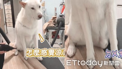 白柴吹毛「底下香腸」劇烈晃！媽自豪超會養：朋友還以為牠3隻腳