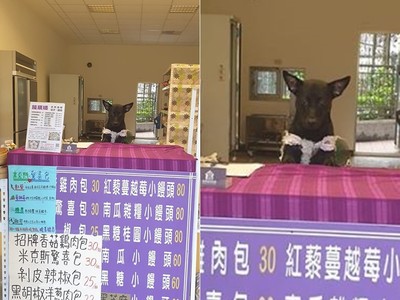 米克斯犬公然賣「米克斯驚喜包」？　網見坐檯店員笑：包子西施好正