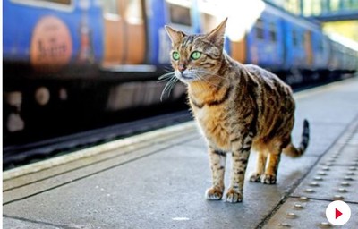 英國也有貓站長！孟加拉貓保羅 獲聘任火車站公關經理