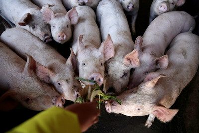 無一國家能倖免！世界動物衛生組織警告「非洲豬瘟」將持續蔓延：時間早晚