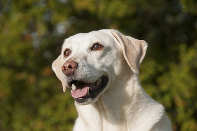 朋友家作客...拉布拉多犬竟然吞下鑽石　「2顆要價58萬元」嚇傻主人！