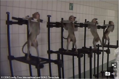 猴子被鎖喉只能站不能坐　恐怖實驗室內痛苦掙扎