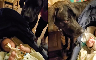 「弟弟在吃什麼?」高山犬緊盯手中長頸鹿 爸笑:口水滴了滿地