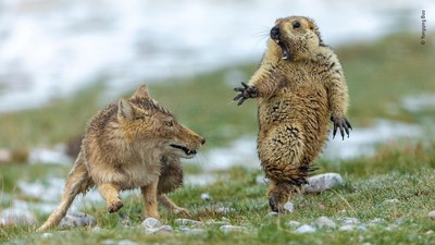 土撥鼠張大眼嘴...「驚嚇躲狐狸照」獲獎！攝影師曝：最後被吃掉了