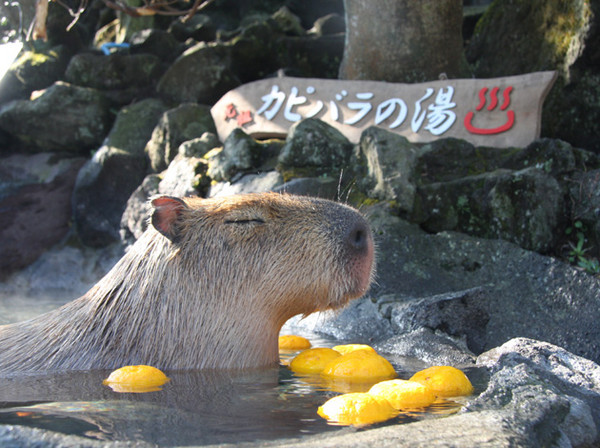 療愈系水豚泡柚子湯 伊豆仙人掌公園首創露天溫泉