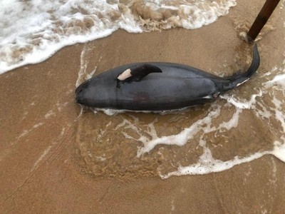 又見「露脊鼠海豚」死亡！今年第13隻...全球僅存千隻「微笑天使」