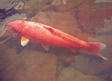 世界最長壽錦鯉魚！「花子」活了226年　歷經乾隆到彭政閔...