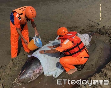 小抹香鯨擱淺北門沙灘　海巡急救仍回天乏術