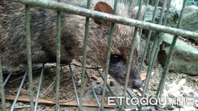 頭城偷蛋大盜終於落網了！　凶手竟是二級保育動物「麝香貓」