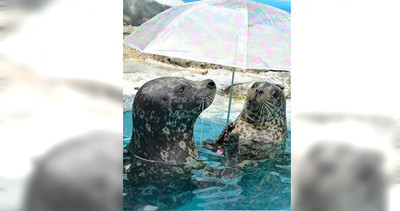 日本水族館海豹會「撐傘」　背後原因超可愛：被學起來了