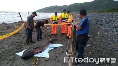 保育悲歌！　宜蘭岸際接連兩天發現鯨豚、海龜死亡