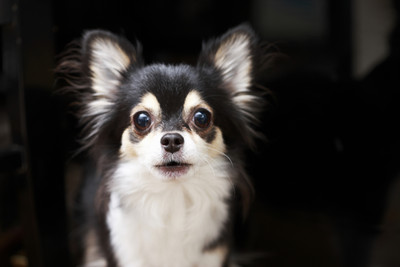 香港家犬驗出新冠病毒弱陽性　食衛局局長：無數據證明狗隻感染