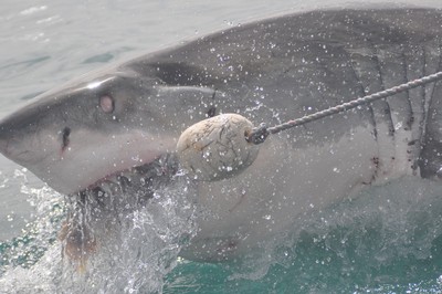 鯊魚躍出海面搶食30公斤重鯖魚　船員手掌遭鋼絲繩劃傷骨頭碎裂