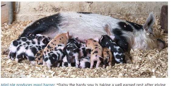 猪刚出生的样子图片