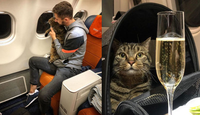 多了2kg！貓貓進不了機艙　俄男找「縮小版的牠」偷掉包