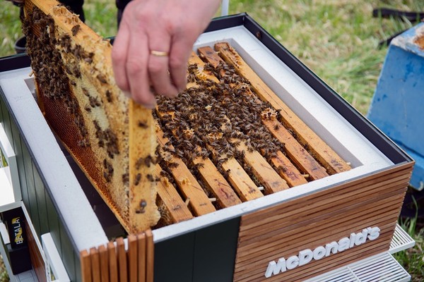 ▲「麥蜂巢 McHive」為結合麥當勞特色之養蜂箱。（圖／食力 foodnext提供）