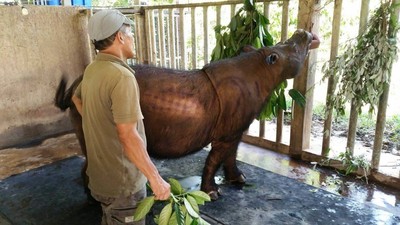 馬來西亞最後一隻蘇門答臘犀牛「依曼」癌症病逝　全球剩80隻