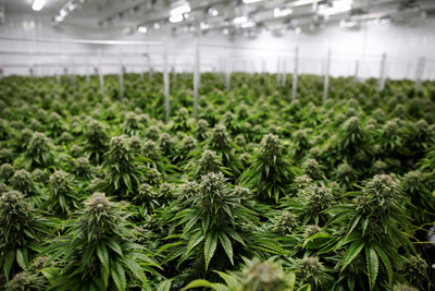 加拿大合法大麻「滯銷400噸」　搶客戶輸黑市又生產過剩