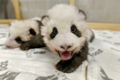 柏林動物園熊貓雙胞胎三個月大了　緊盯鏡頭張嘴賣萌