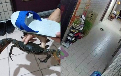加菜大螃蟹「溜之大吉～」！逃出公寓房門走道亂爬　她傻眼：怎麼辦到的