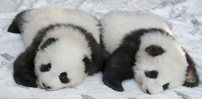 柏林貓熊雙胞胎出生滿百日　園方取名夢圓、夢想
