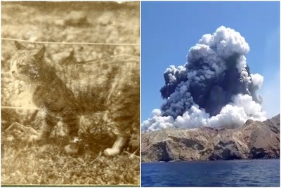 島上人類活埋全滅…只剩一隻虎班貓　紐西蘭懷特島歷史最慘噴發