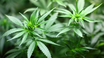 警過5關逮南投「大麻自耕農」　破千株市值6億治安史上最大量