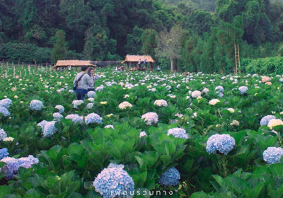 清邁不只網美咖啡廳還能浪漫賞花　清邁3大夢幻歐風花海