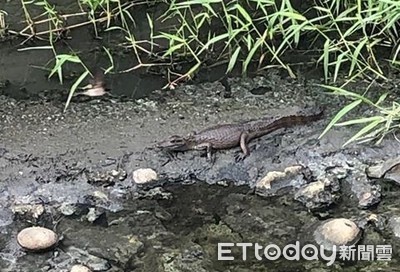 台南大排1m長鱷魚悠游！住戶看牠長大「2個月了」　民眾搶睹奇觀：真的有耶