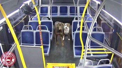 兩傻狗翹家差點被凍僵　公車女司機暖心讓狗狗上車避寒