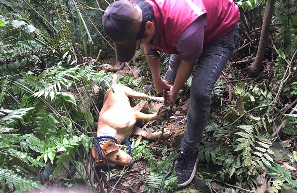 ▲▼新店浪汪中捕獸鋏哀號好幾天　動保員麻醉合力扛下山送醫。（圖／新北市動保處）