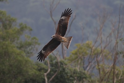 全台黑鳶僅700多隻！光電規劃需避開生態敏感區